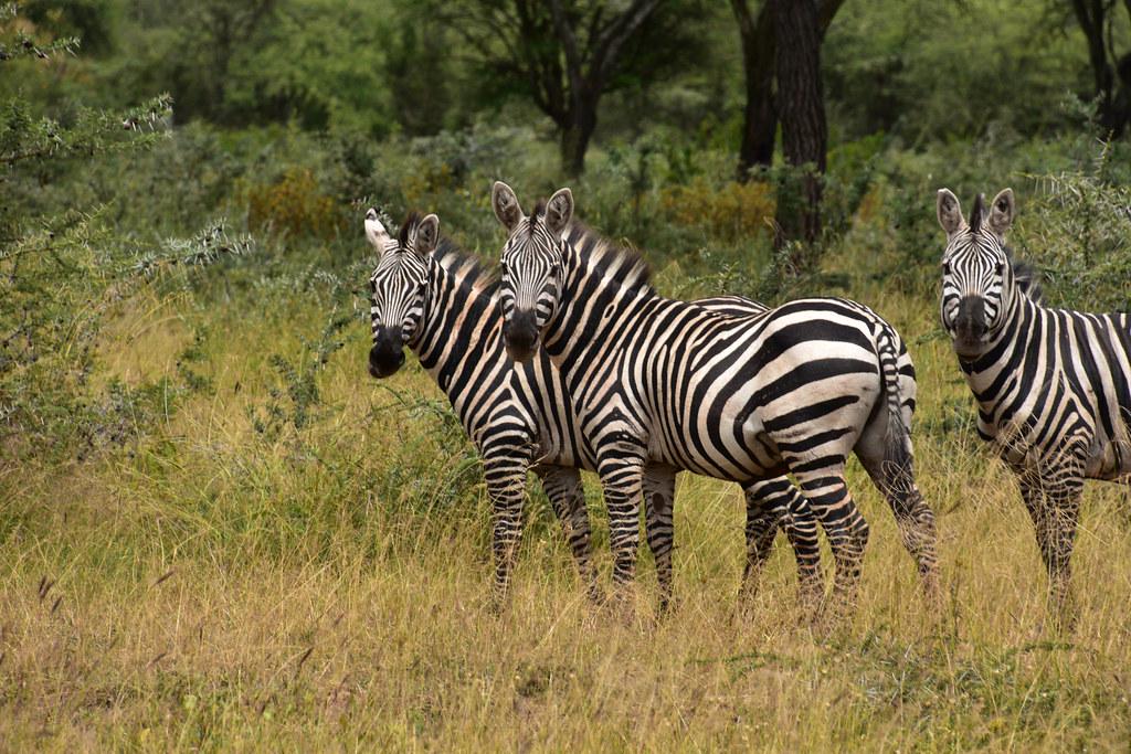 Zebras in Yabelo Wildlife Sanctuary